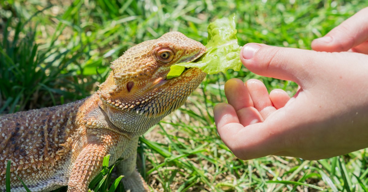 Tips to Care for Your Pet Reptile During a Heatwave